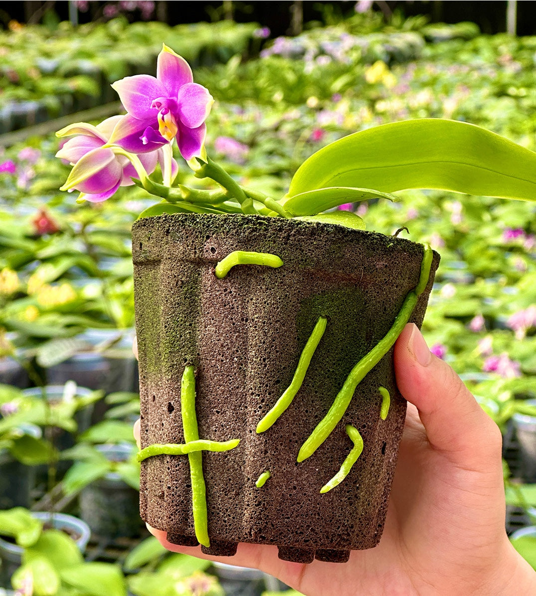4.5 Inch Planting Cup Growing Media
