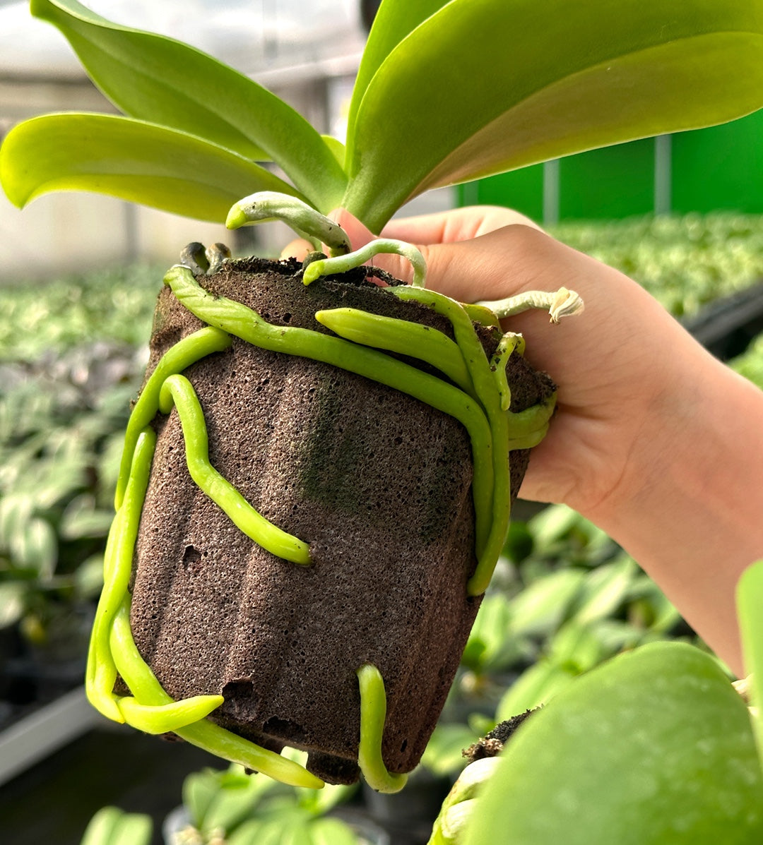 4.5 Inch Planting Cup Growing Media