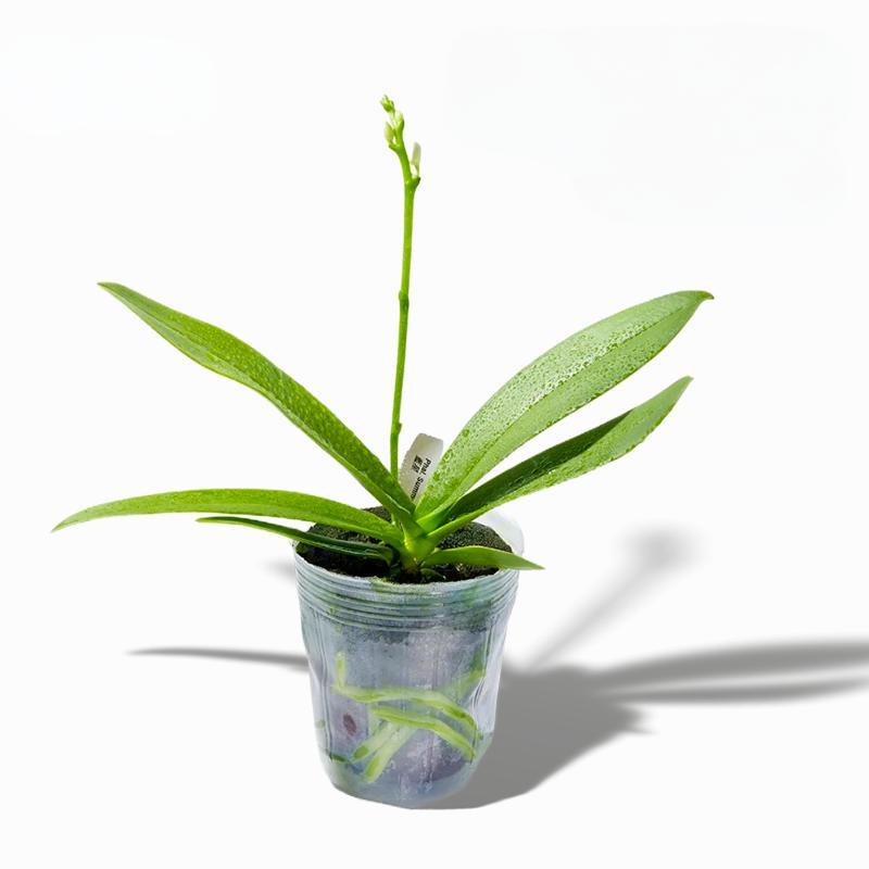 2.8 Inch Planting Cup Growing Media