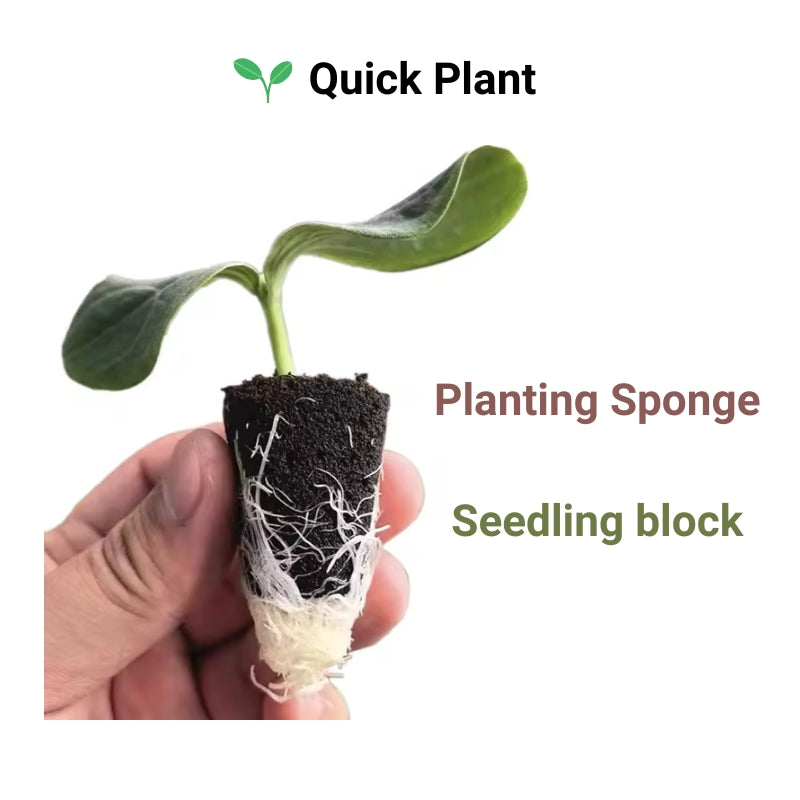 Growing Media Growth Sponges Nursery