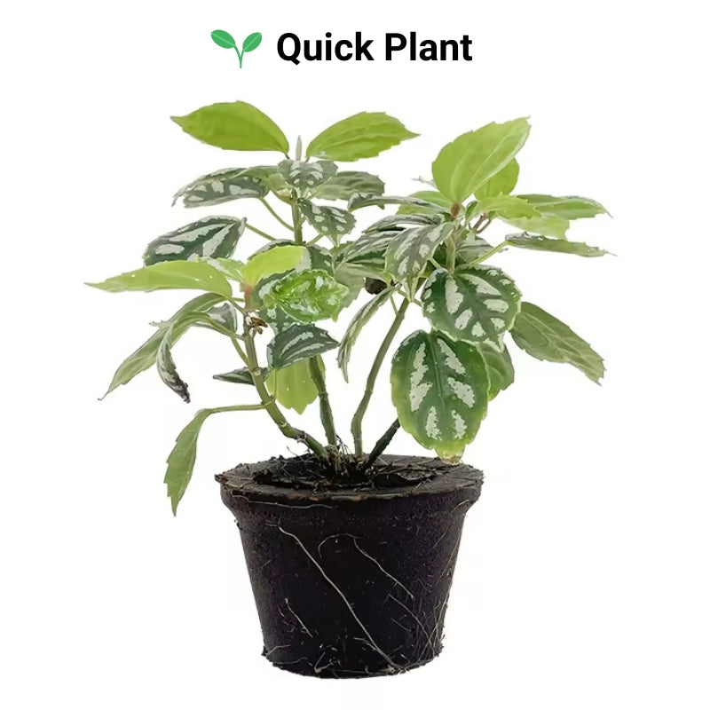 3 inch Planting Cup