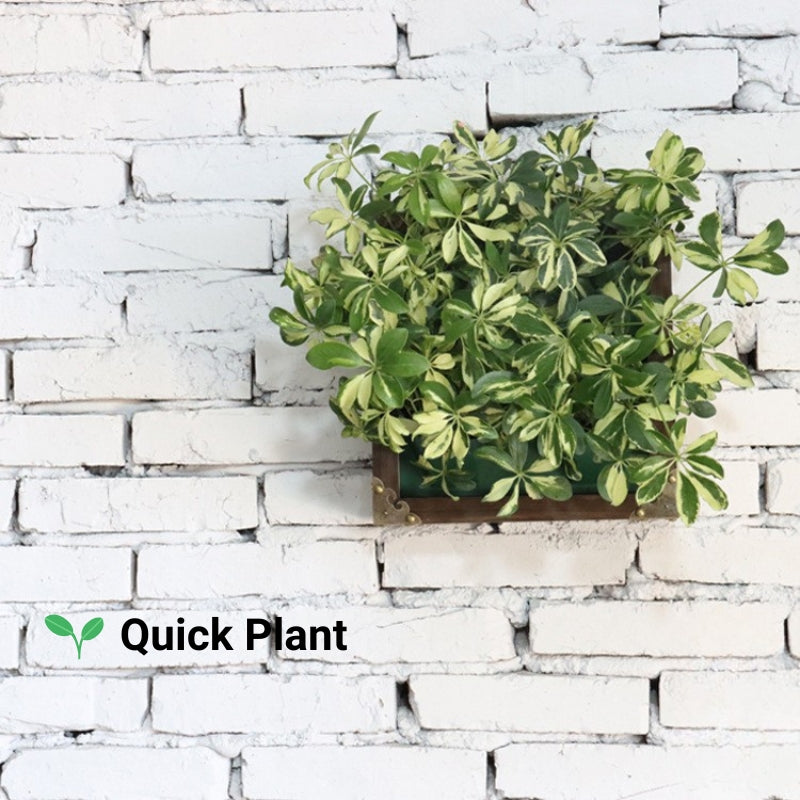 Wall Mounted Photo Frames