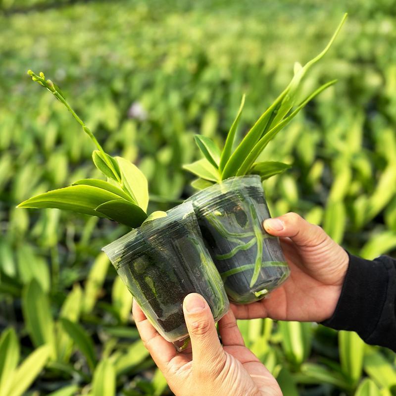 2.8 Inch Planting Cup Growing Media