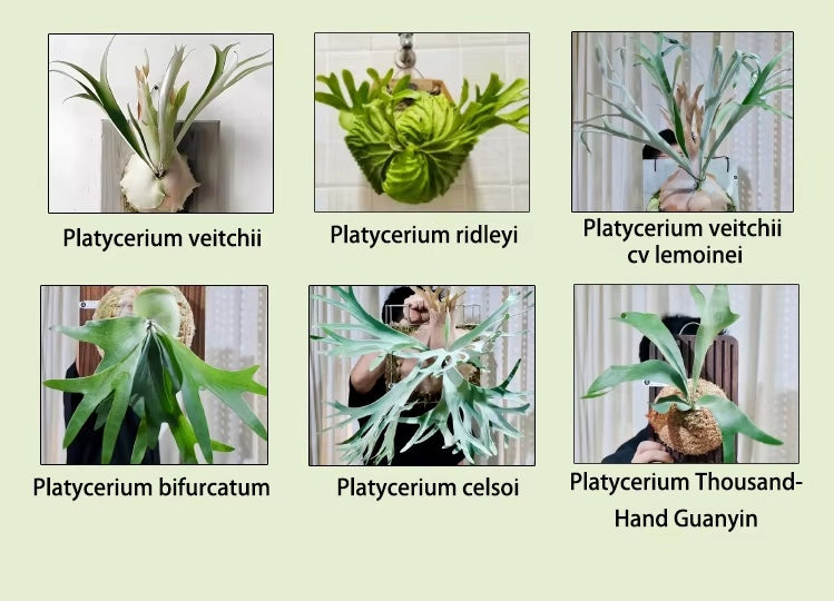 Spherical planting block Growing Media Planting Substrate