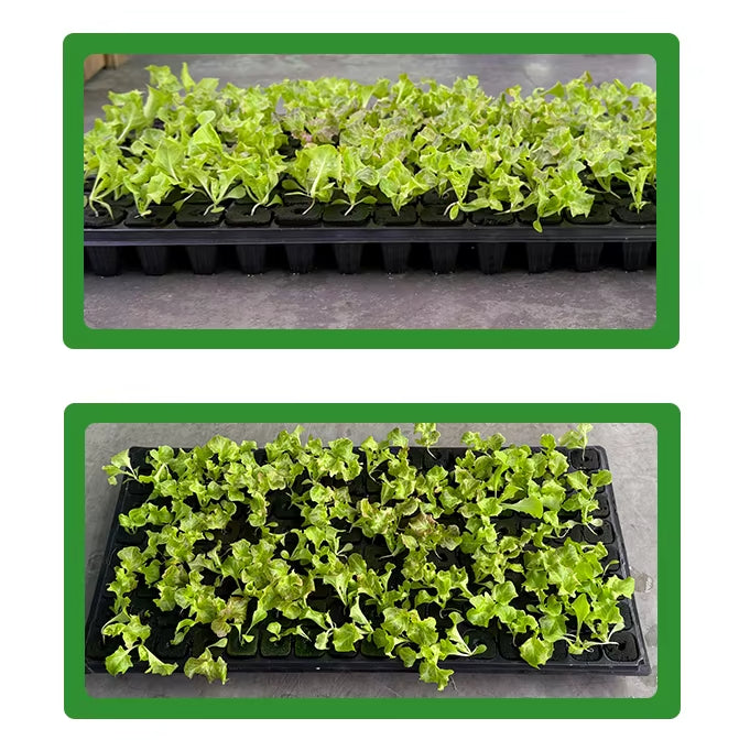 Growing Media Growth Sponges Nursery