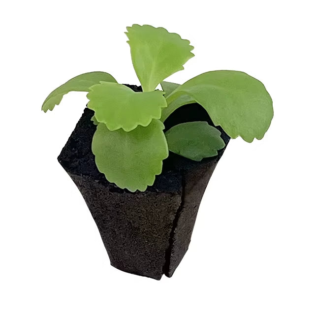 Growing Media Growth Sponges Nursery Substrate Cutting Cloning