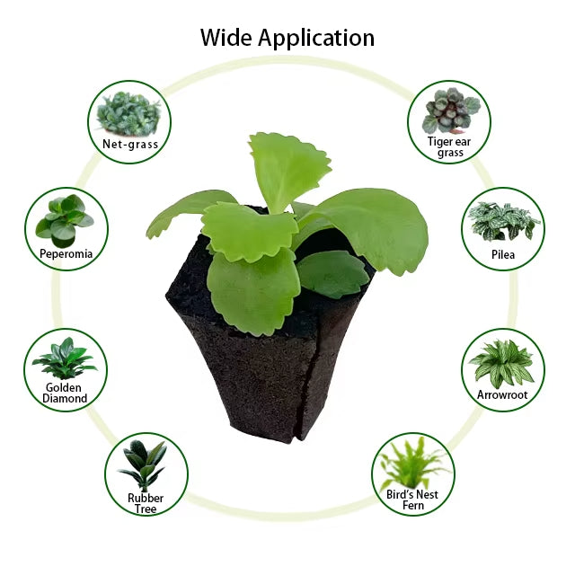 Growing Media Growth Sponges Nursery Substrate Cutting Cloning