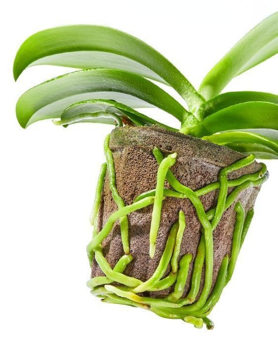 3.5 Inch Planting Cup Growing Media